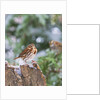 Fox Sparrow, McLeansville, North Carolina, USA by Anonymous