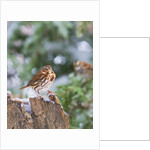 Fox Sparrow, McLeansville, North Carolina, USA by Anonymous
