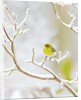 Pine Warbler perching on branch in winter, McLeansville, North Carolina, USA by Anonymous
