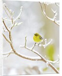 Pine Warbler perching on branch in winter, McLeansville, North Carolina, USA by Anonymous