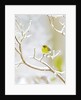Pine Warbler perching on branch in winter, McLeansville, North Carolina, USA by Anonymous