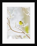Pine Warbler perching on branch in winter, McLeansville, North Carolina, USA by Anonymous
