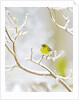 Pine Warbler perching on branch in winter, McLeansville, North Carolina, USA by Anonymous