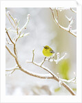 Pine Warbler perching on branch in winter, McLeansville, North Carolina, USA by Anonymous