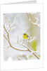 Pine Warbler perching on branch in winter, McLeansville, North Carolina, USA by Anonymous