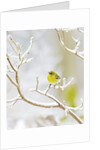Pine Warbler perching on branch in winter, McLeansville, North Carolina, USA by Anonymous