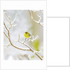 Pine Warbler perching on branch in winter, McLeansville, North Carolina, USA by Anonymous