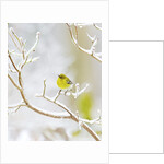 Pine Warbler perching on branch in winter, McLeansville, North Carolina, USA by Anonymous