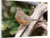 Rufous Towhee, McLeansville, North Carolina, USA by Anonymous