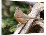 Rufous Towhee, McLeansville, North Carolina, USA by Anonymous