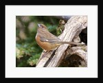 Rufous Towhee, McLeansville, North Carolina, USA by Anonymous