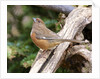 Rufous Towhee, McLeansville, North Carolina, USA by Anonymous
