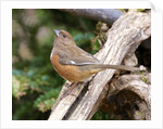 Rufous Towhee, McLeansville, North Carolina, USA by Anonymous