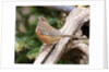 Rufous Towhee, McLeansville, North Carolina, USA by Anonymous
