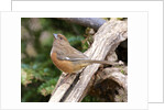 Rufous Towhee, McLeansville, North Carolina, USA by Anonymous