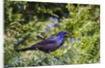 Common Grackle perching on tree and calling, McLeansville, North Carolina, USA by Anonymous