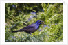 Common Grackle perching on tree and calling, McLeansville, North Carolina, USA by Anonymous