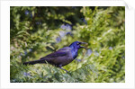 Common Grackle perching on tree and calling, McLeansville, North Carolina, USA by Anonymous