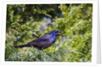 Common Grackle perching on tree and calling, McLeansville, North Carolina, USA by Anonymous