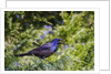 Common Grackle perching on tree and calling, McLeansville, North Carolina, USA by Anonymous