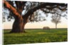 A grand oak tree overhangs a lone bench at sunset. by Anonymous