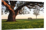 A grand oak tree overhangs a lone bench at sunset. by Anonymous