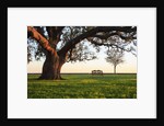 A grand oak tree overhangs a lone bench at sunset. by Anonymous