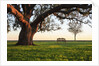 A grand oak tree overhangs a lone bench at sunset. by Anonymous