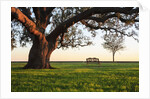 A grand oak tree overhangs a lone bench at sunset. by Anonymous