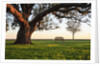 A grand oak tree overhangs a lone bench at sunset. by Anonymous