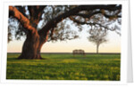 A grand oak tree overhangs a lone bench at sunset. by Anonymous