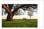 A grand oak tree overhangs a lone bench at sunset. by Anonymous