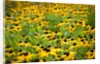 Black-eyed Susans (Rudbeckia hirta) by Anonymous