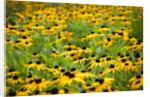 Black-eyed Susans (Rudbeckia hirta) by Anonymous