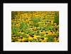 Black-eyed Susans (Rudbeckia hirta) by Anonymous