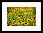 Black-eyed Susans (Rudbeckia hirta) by Anonymous