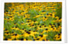 Black-eyed Susans (Rudbeckia hirta) by Anonymous