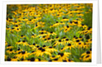 Black-eyed Susans (Rudbeckia hirta) by Anonymous