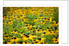 Black-eyed Susans (Rudbeckia hirta) by Anonymous