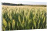 Wheat Field by Anonymous