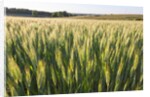 Wheat Field by Anonymous