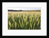 Wheat Field by Anonymous