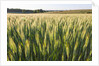 Wheat Field by Anonymous