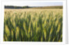 Wheat Field by Anonymous