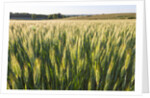 Wheat Field by Anonymous
