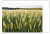 Wheat Field by Anonymous