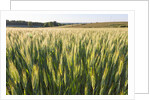Wheat Field by Anonymous