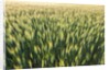 Wheat Field by Anonymous