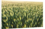 Wheat Field by Anonymous