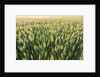 Wheat Field by Anonymous
